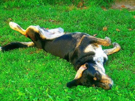 Le chien